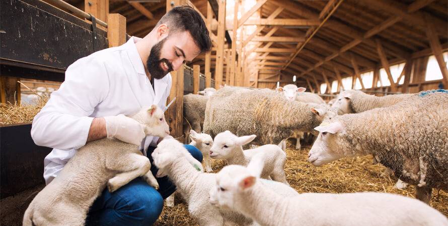 Sušené kozie mlieko: Kľúčová zložka pre zdravý tráviaci systém