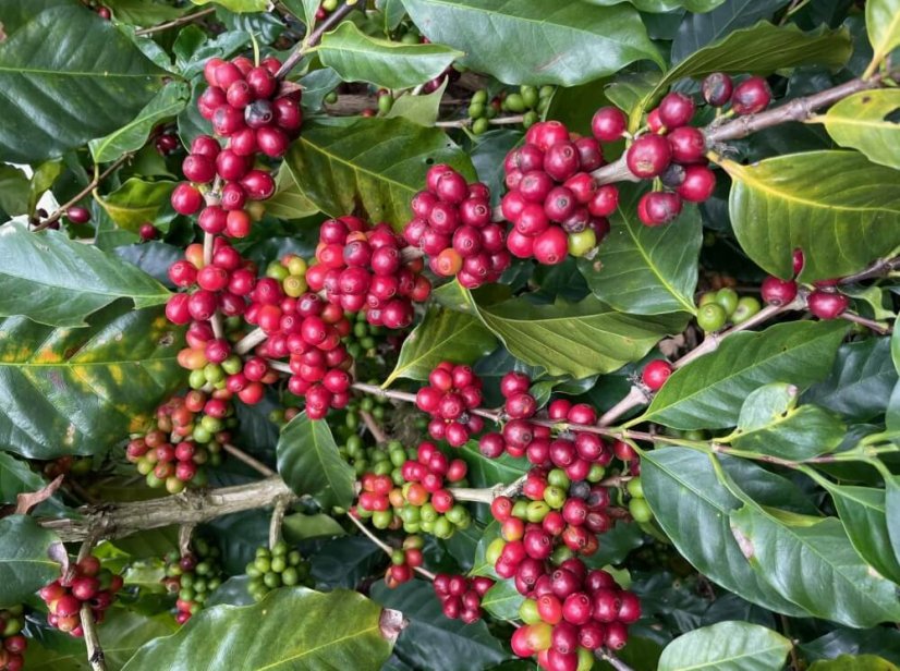 Kávové čerešne pre kávu Mexico Water Decaf Vitaplus.sk