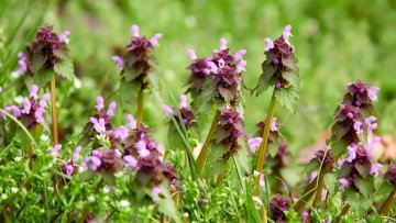 Hluchavka purpurová: Zázračná bylinka s množstvom zdravotných benefitov