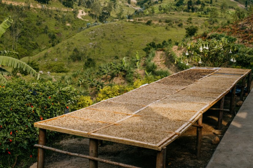 Sušenie kávy Rwanda Bwenda