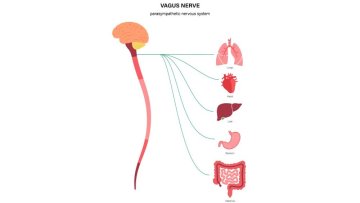 Blúdivý nerv: 5 účinných spôsobov aktivácie 2025