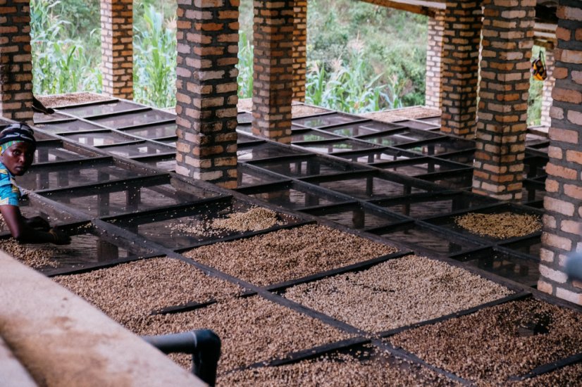 Triedenie kávy Rwanda Bwenda