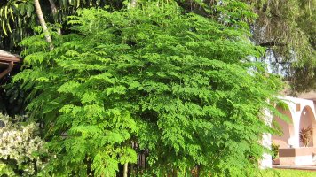 Moringa, zázračný strom života - listy, kmen, kvety, koreň