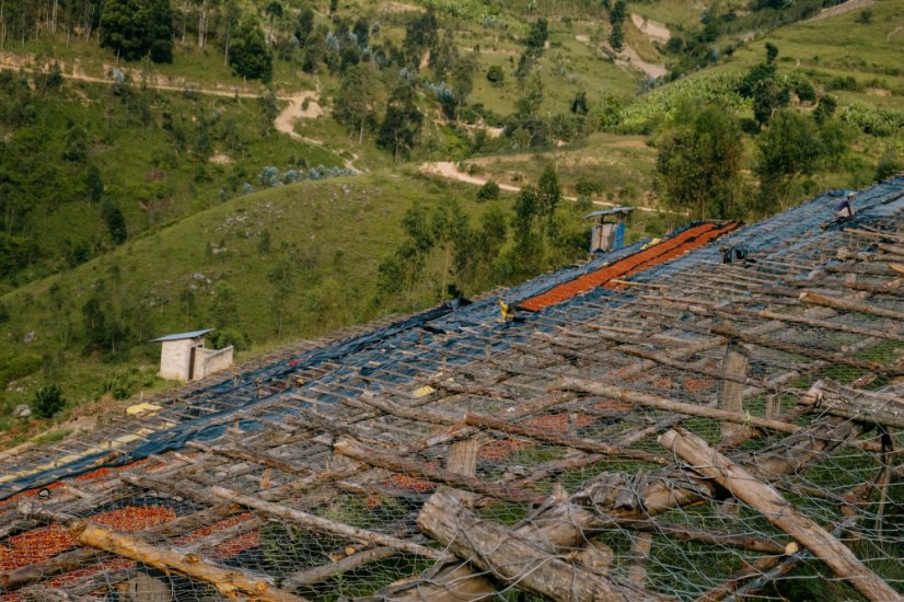 Príprava kávových lôžok Rwanda Bwenda