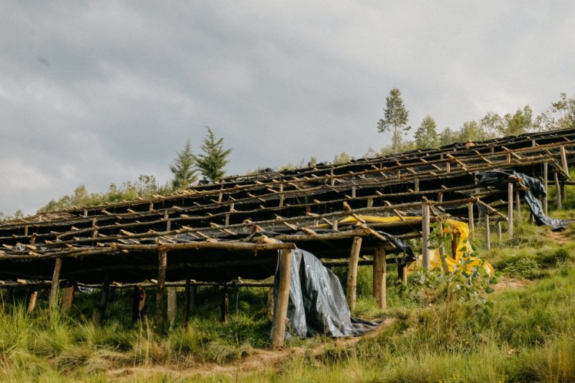 Sušiace ložká pre kávové zrná vo Rwande z oblasti Bwenda
